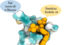 Repurposing FDA Approved Asthma Drug to Block Crucial SARS-CoV-2 Protein FDA approved drug for SARS-CoV-2