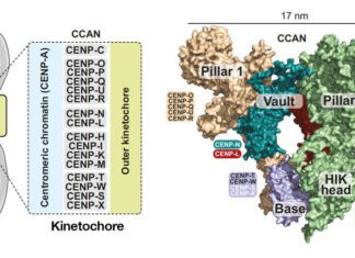 Researchers Puzzled by the Structure of Key Protein Implicated in Cell Division Structure of Key Protein in Cell Division