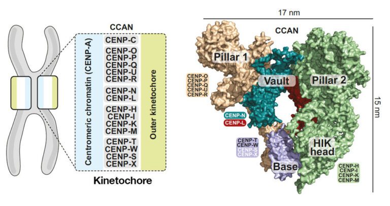 Structure of Key Protein in Cell Division