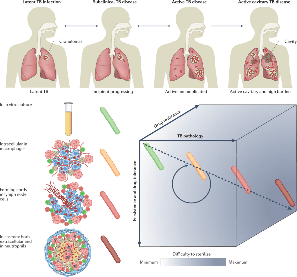 Anti-Tuberculosis Treatment Drug Development