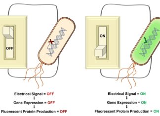 Scientists Engineered a New Tool to Precisely Switch Gene Expression ‘On’ and ‘Off’ Tool to Precisely Switch Gene Expression