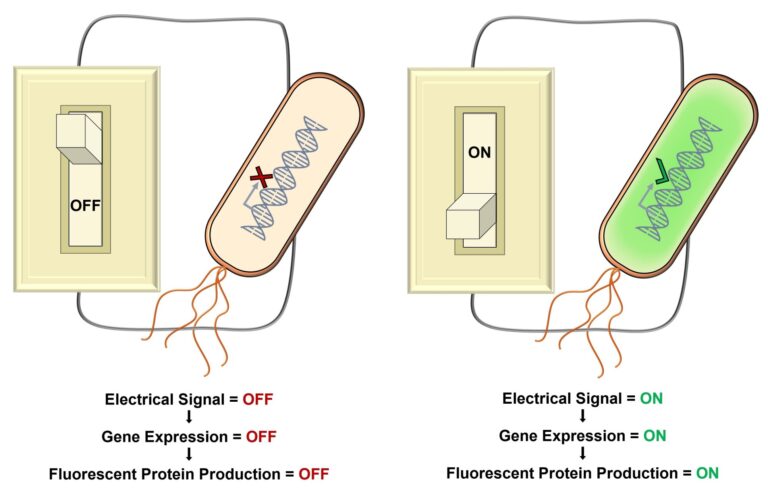 Tool to Precisely Switch Gene Expression