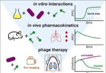 Scientists Develop a Mathematical Model to Predict the Efficiency of Phage Therapy Against Pathogenic Bacteria