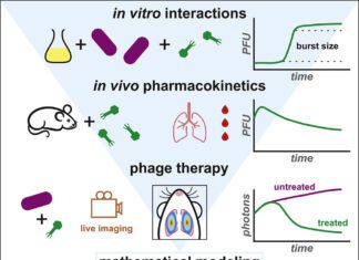 Scientists Develop a Mathematical Model to Predict the Efficiency of Phage Therapy Against Pathogenic Bacteria