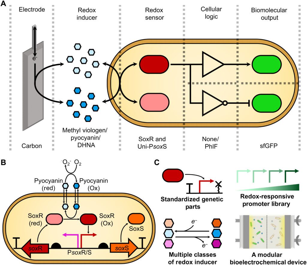 Tool to Precisely Switch Gene Expression