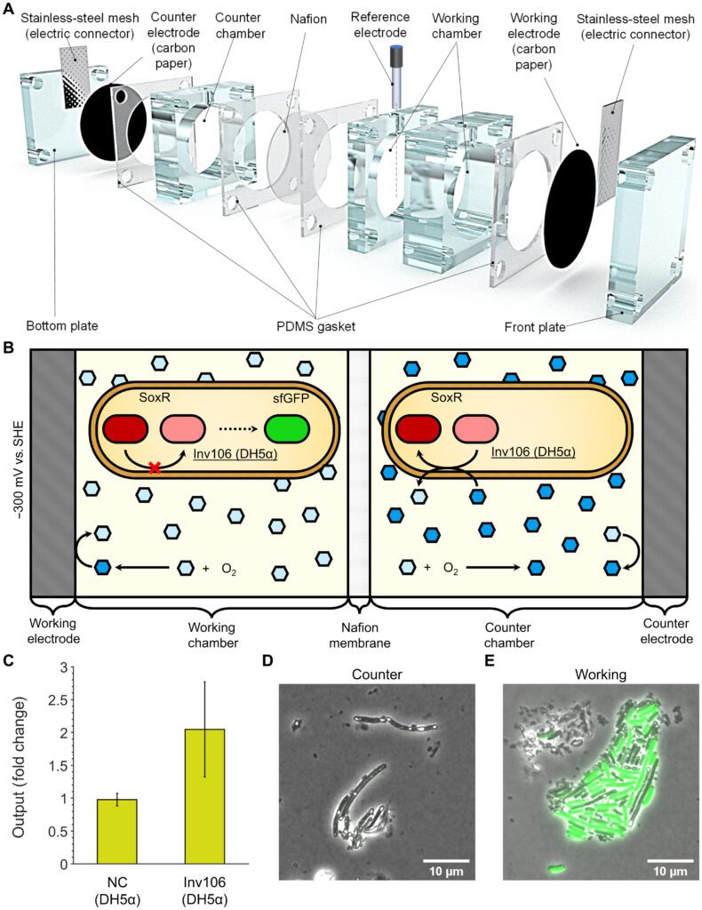 Tool to Precisely Switch Gene Expression On and Off 