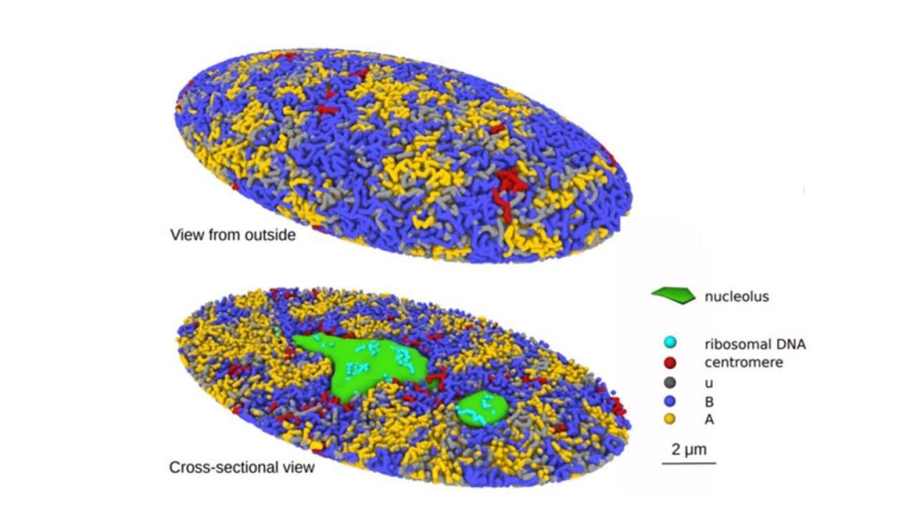 genome structure, computer simulation