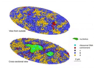 Applying 3D Computational Simulation to Reveal the Secrets of the Genome Structure in the Human Cell Nucleus genome structure, computer simulation