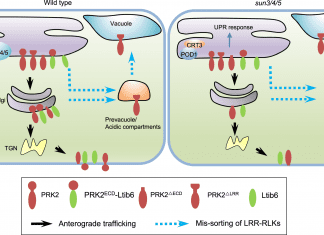 Scientists Discover a New Mechanism for Endoplasmic Reticulum Sorting of LRR Receptor Kinases in Arabidopsis Endoplasmic Reticulum, Receptor Kinase