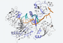Scientists Discover How Protein Production is Regulated to Keep the Cells Healthy How Protein Production is Regulated to Keep the Cells Healthy