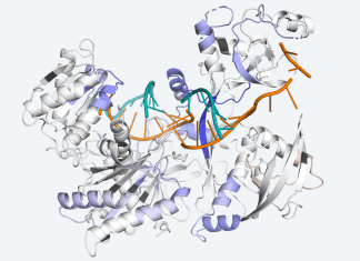 Scientists Discover How Protein Production is Regulated to Keep the Cells Healthy How Protein Production is Regulated to Keep the Cells Healthy