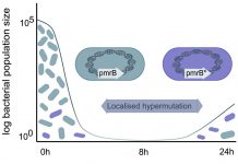 Scientists Discover Superbug Develops Drug-Resistance to ‘last Resort’ Antibiotic Fast Drug Resistance to last Resort Antibiotic