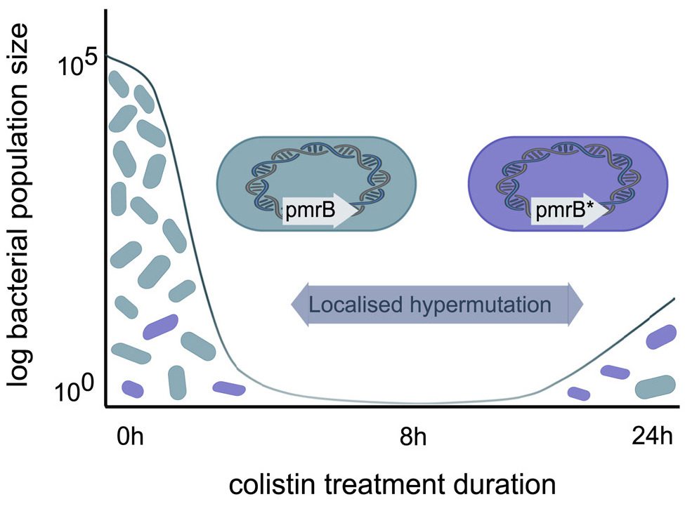 Drug Resistance to last Resort Antibiotic