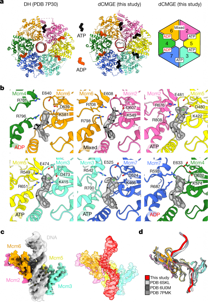 double helix structure of DNA