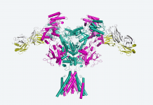 Scientists Develop Structural 3D Maps of Key Proteins that Go Wrong in Brain Disorders Revealing New Treatment Routes brain disorders
