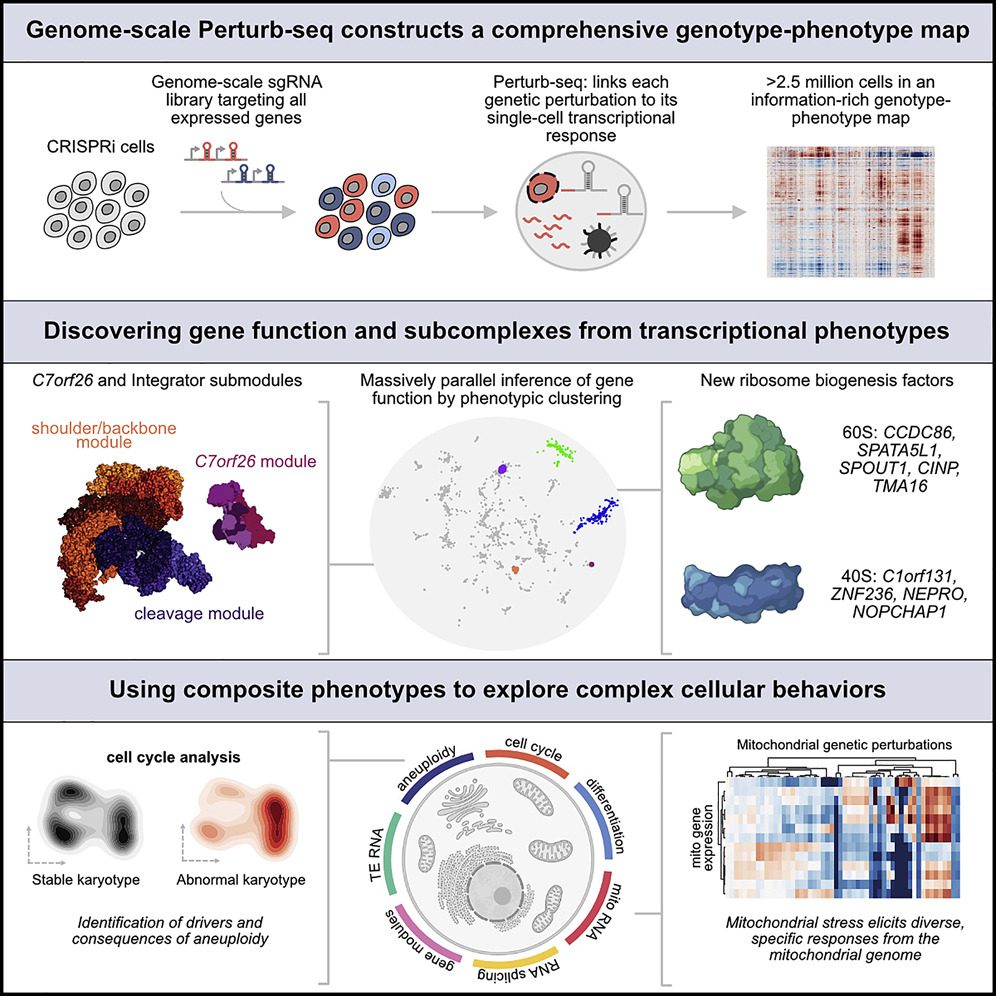 CRISPR Tool and Perturb-seq to Map Every Human Gene to its Function