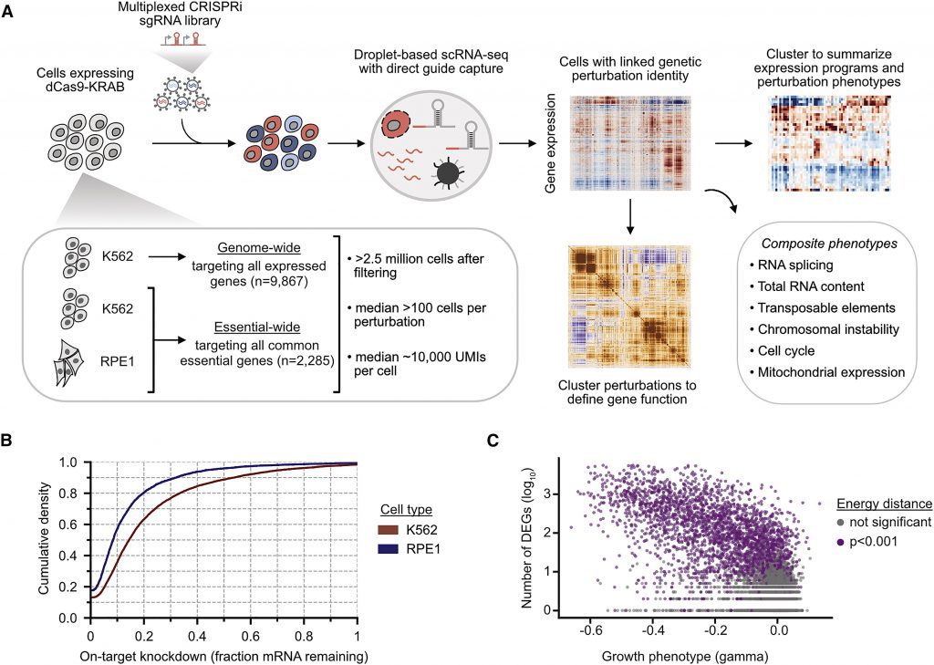 CRISPR Tool and Perturb-seq to Map Every Human Gene to its Function