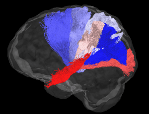 human brain connections, machine learning