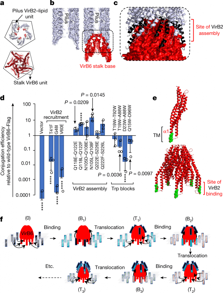 Antibiotic Resistance, Type IV Secretion System, cryo em structure