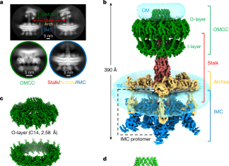High-Resolution Cryo-EM Structure of Type IV Secretion System Offers New Hope for Fighting Antibiotic Resistance Antibiotic Resistance, Type IV Secretion System, cryo em structure