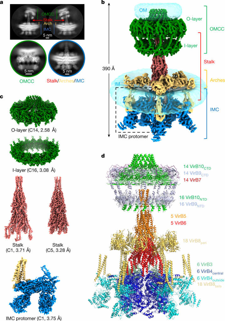 Antibiotic Resistance, Type IV Secretion System, cryo em structure