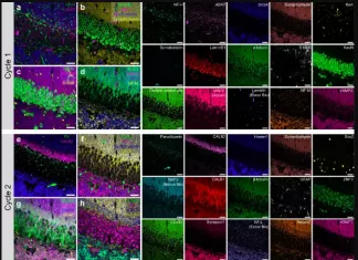 PICASSO Technique Helps Scientists Visualize Biological Molecules into Technicolor picasso technique
