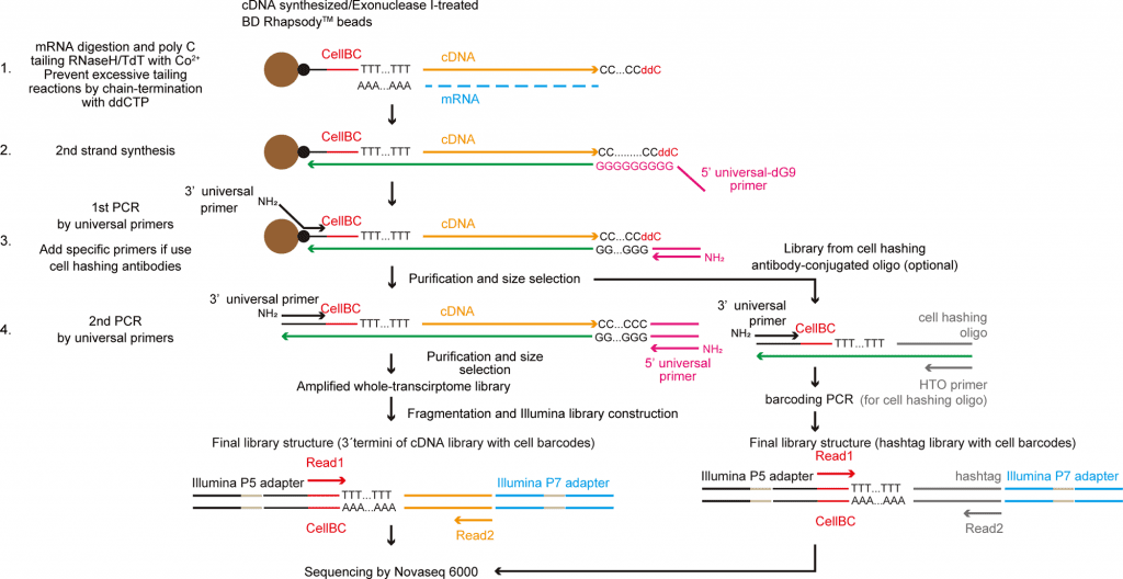 single-cell RNA sequencing, TAS-Seq, RNA Sequencing