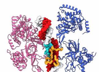 Scientists Unravel How DNA Double Helix Structure is Opened to Allow DNA Replication double helix structure of DNA