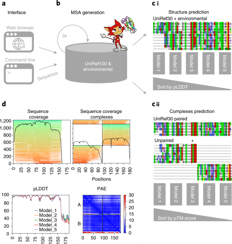 ColabFold: A Freely Accessible Protein Folding Tool
