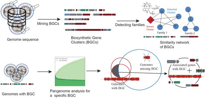 Colon Cancer, biosynthetic gene clusters, metabolite, genome mining