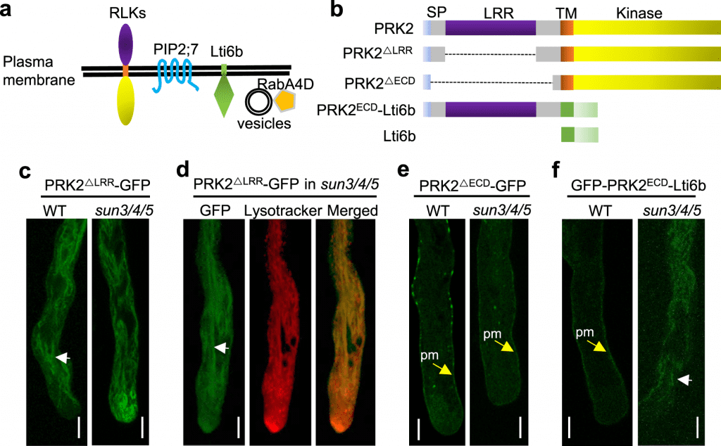 Endoplasmic Reticulum Receptor Kinase