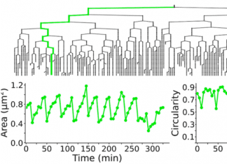 An Automated AI-Based Software ‘TrackMate v7’ for Tracking Things in Bioimages TrackMate v7 for Tracking Things in Bioimages