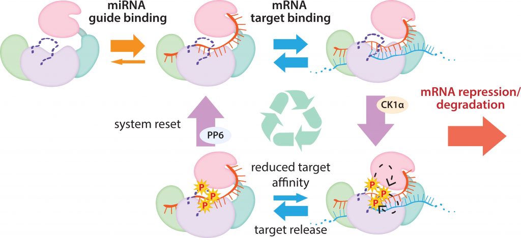 How Protein Production is Regulated to Keep the Cells Healthy