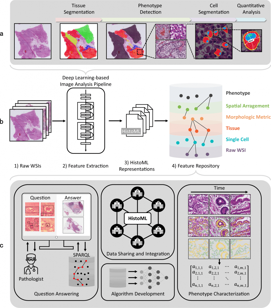 Histopathology Markup Language, Cancer