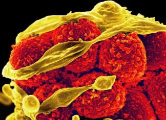 An ‘Elegant’ Mechanism of Antibiotic Resistance in Golden Staph Revealed by a New Tool Antibiotic Resistance in Staphylococcus aureus