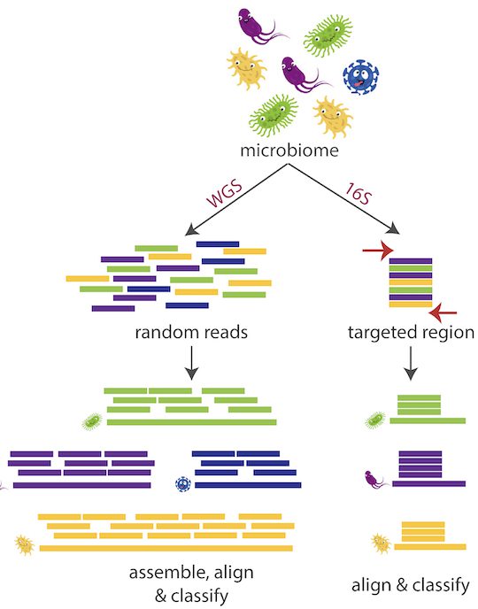 microbial community profiling, bacteria, microbiome