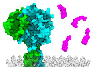 Scientists Use AI to Identify Co-component Signal Transduction Systems in Gut Bacteria that Likely Regulates Virulence signal transduction in bacteria, gut bacteria