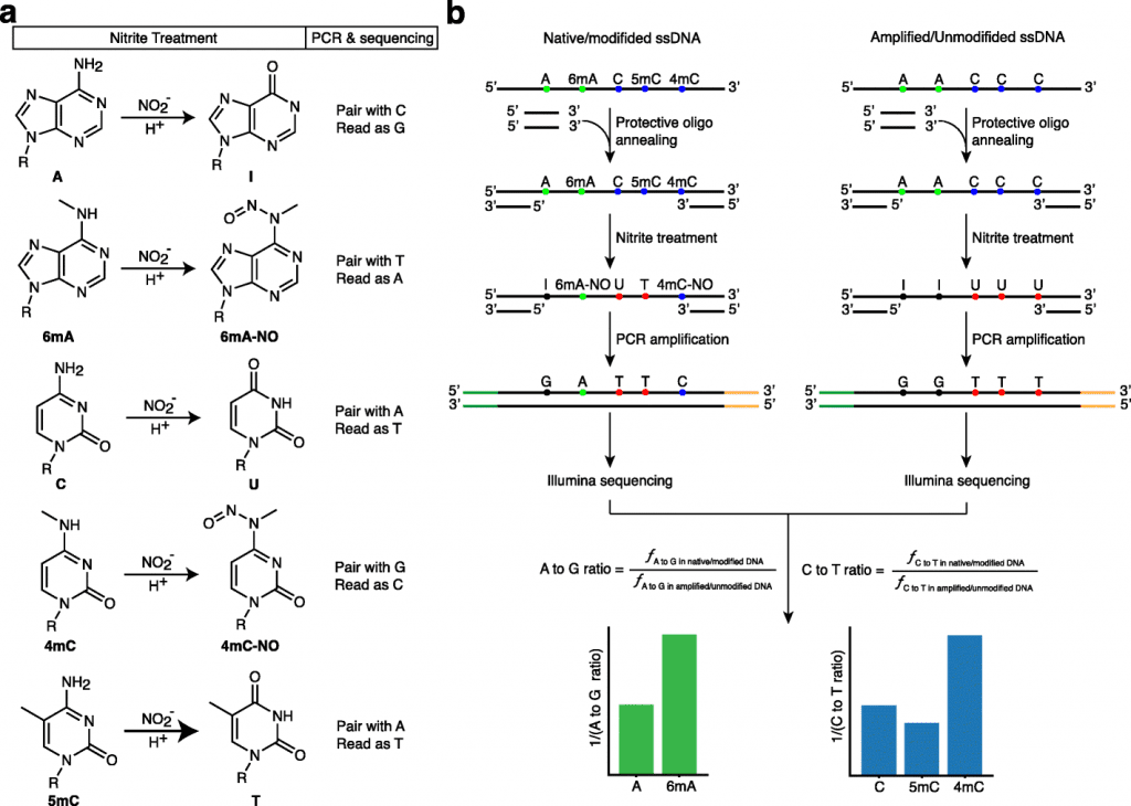 Genome-Wide Mapping of Different Types of DNA Methylation, Sequencing, NT-seq, cancer