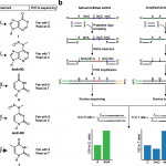 Genome-Wide Mapping of Different Types of DNA Methylation, Sequencing, NT-seq, cancer