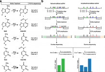 NT-seq – A New Sequencing Technique for Genome-Wide Mapping of Different Types of DNA Methylation Genome-Wide Mapping of Different Types of DNA Methylation, Sequencing, NT-seq, cancer