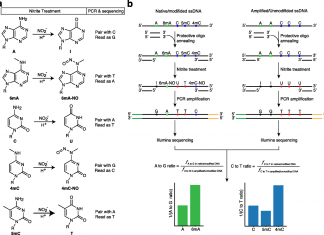 NT-seq – A New Sequencing Technique for Genome-Wide Mapping of Different Types of DNA Methylation Genome-Wide Mapping of Different Types of DNA Methylation, Sequencing, NT-seq, cancer
