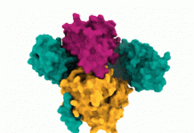 A Novel Protein Structure ‘SHOC2-MRAS-PP1C (SMP) Complex’ Offers ways to Target RAS-Pathway Proteins in Cancer ras signaling pathway