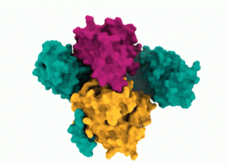 A Novel Protein Structure ‘SHOC2-MRAS-PP1C (SMP) Complex’ Offers ways to Target RAS-Pathway Proteins in Cancer ras signaling pathway