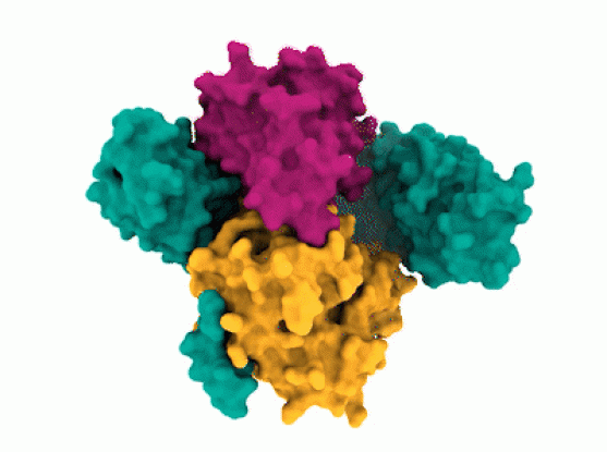 ras signaling pathway