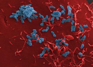 Developing a New Class of Antibiotics Based on the Understanding of how Bacteria Adhere to Host Cells how bacteria adhere to host cells, antibiotics, bacteria