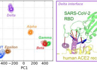 Contact Perturbation Analysis of the SARS-CoV-2 Delta Variant Singular Interface Dynamics SARS-CoV-2 variants, ACE2, Covid 19 Pandemic