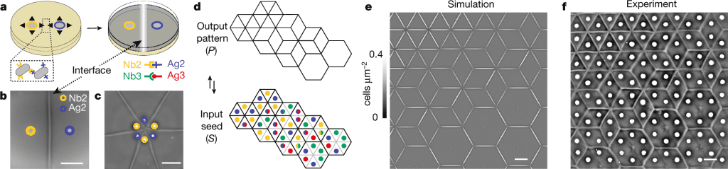 Interface Patterning Based on 4-bit Adhesion Logic