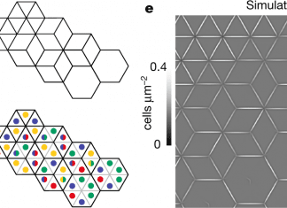 MIT Researchers used Multicellular Interface Patterning Based on 4-bit Adhesion Logic to Self-assemble Bacterial Systems into Desired 2D Shapes Interface Patterning Based on 4-bit Adhesion Logic