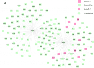 Unveiling Specific Functions of Novel lncRNA Gm20743 using Whole-transcriptome Landscape of Diabetes-related Sarcopenia whole-transcriptome RNA sequencing