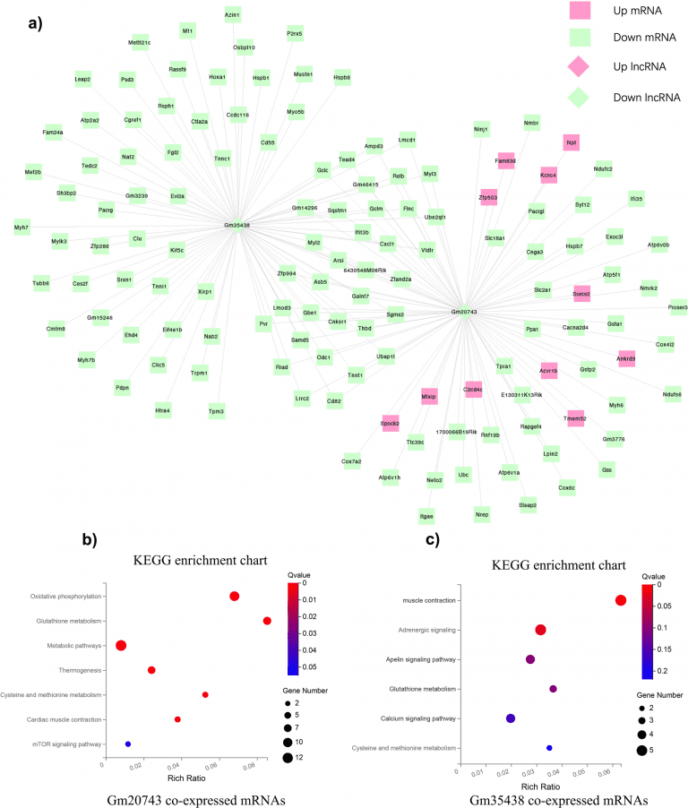 whole-transcriptome RNA sequencing